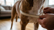 Sådan måler du din hund til sele, halsbånd og vest