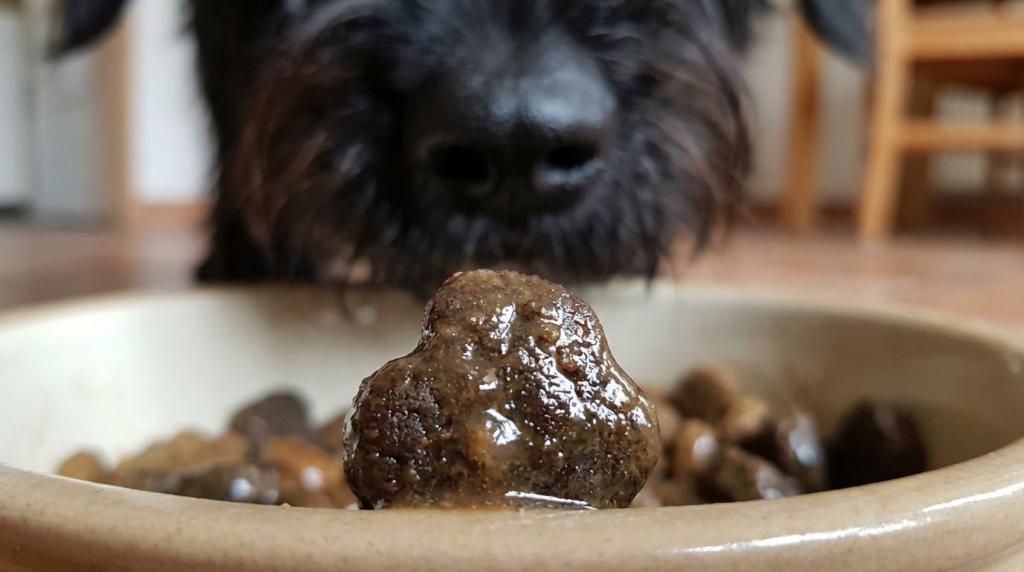 Belcando hundefoder: hvilken serie passer til din hund?