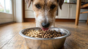 Kornfrit vs. med korn: hvad tåler din hund bedst?