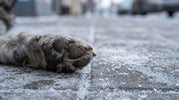 MUSH Vaisto farver: blå, rød, grøn – hvad passer til din hund?