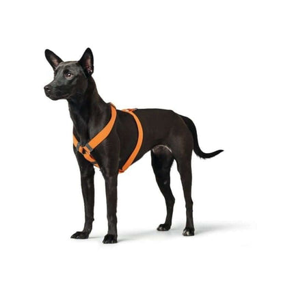 Hunter Sele London VR Orange - thepets.dk