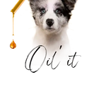 En fluffy hvid, sort og grå hvalp med slående blå øjne.